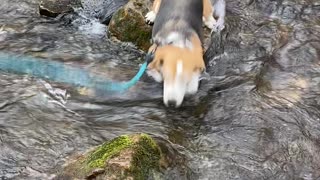 Dog fails to jump water