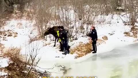 Brave rescue of moose stuck on ice