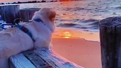 Dog Enjoying morning sea vibes 😅😅