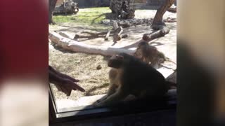 Baboon Is Amazed By Magic Trick