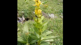 Genciana ( Gentiana lutea ) serve para alergias e amenorreia