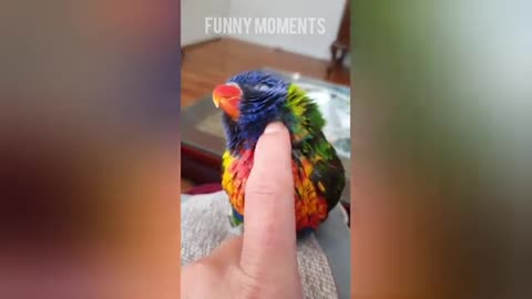 smart and funny parrot 🦜 talking video# intresting video