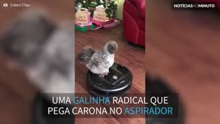 Esta galinha adora passear... de aspirador