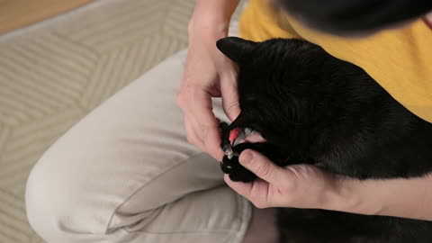 Close Up Of An Unrecognizable Cat Owner Trimming Her Black Cat's