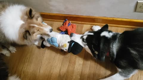Snowflake Plays Tug-of-War with Dash the Sheltie