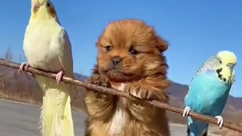 AWW SO CUTE, Cutest baby animals Videos,