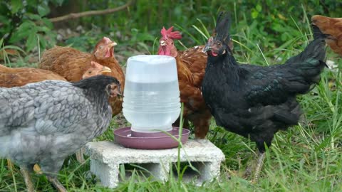 a group of chickens drinking water at the farm