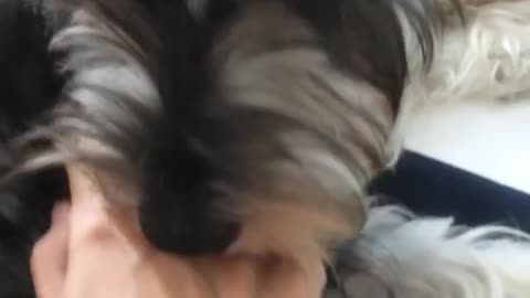 This Baby Pringles Make A Sound When Owner Touches Her Body | Funny Dog