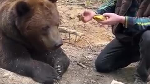 Bears will eat anything any chance they get so they can fatten up. "Fast food" is poison.