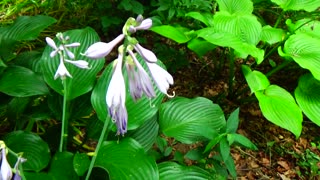 Plantain Lilies