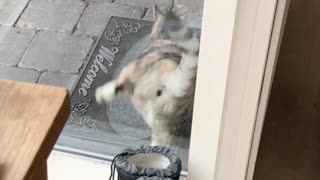 Kitty Has Special Way of Alerting Owner She Wants Inside