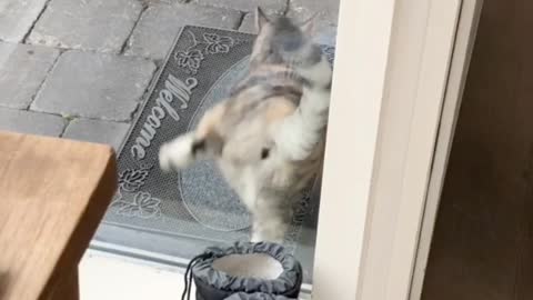 Kitty Has Special Way of Alerting Owner She Wants Inside