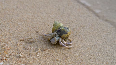 Hermit crab is crawl on sand near seashore. Feeler on sand beach