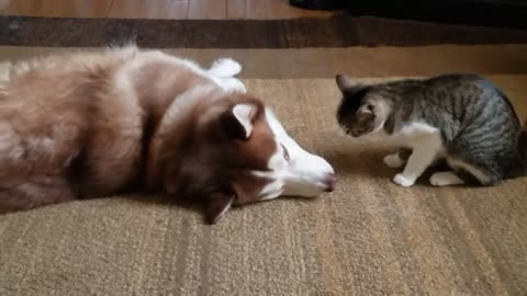 Cat bullies Husky.mp42.mp4