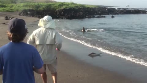 Sea Lion chases baby shark onto beach!