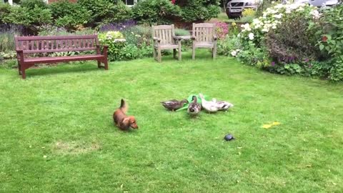 Patos defienden su regadera de un Dachshund