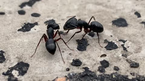 Why do ant Fighting ? Amazed me , Really ?