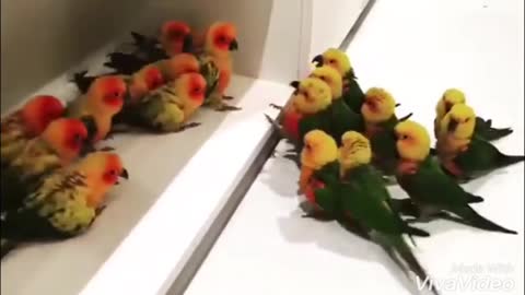 Birb on birb gang violence