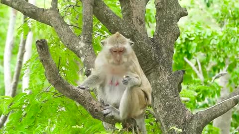 Funny monkey video part-11
