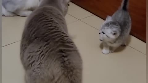 Funny Cat Video !!