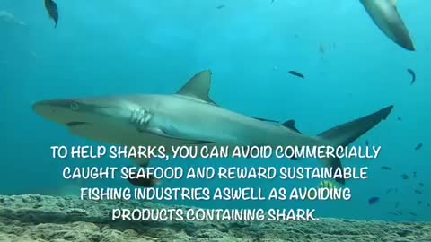 Protect The Sharks from Extinction rumble viral