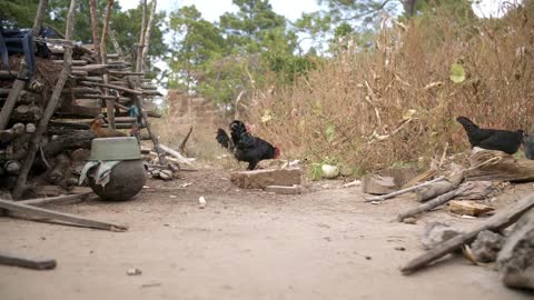 Chickens Foriging Outside In Mexico