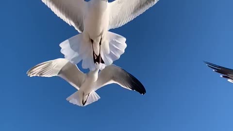 funny birds flying