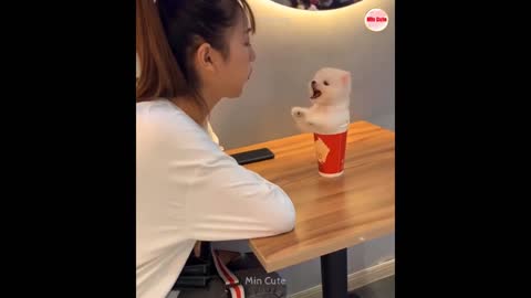 Funny and Cute Pomeranian 2