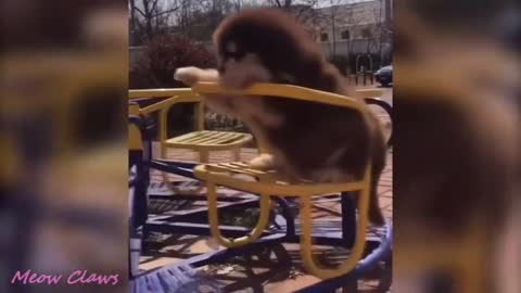A cute fluffy dog haves an accident in the playground