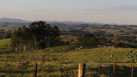 Family Of Pasture Veal In Field