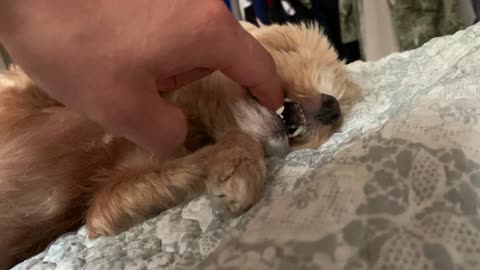 Teasing a sleeping puppy