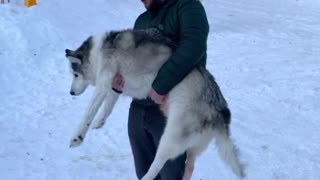 Human Helps Husky Do Number Two