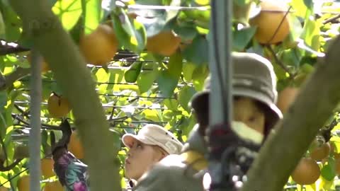 Amazing Japanese Agricultural Technology - The World's Most Expensive Pear Harvest I've Never Seen