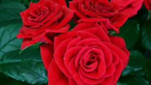 the most beautiful Red Roses opening their petals