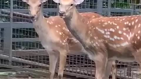 Two cautious Sika Deer