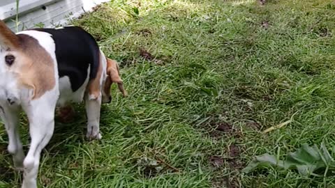Beagle finds ox without counting