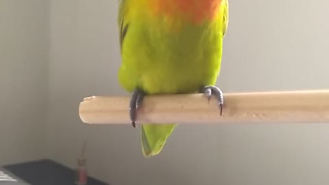 Sleepy Birb