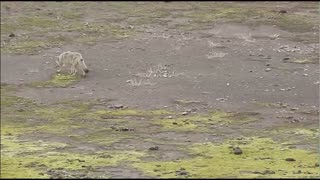 Large Grey Wolf AT Yellowstone, Old Faithful (Must Watch!) Wolf Moon