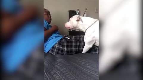 PITBULL ATTACKS OWNER Part 1