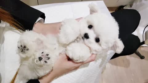 Cute dog | combing dog hair