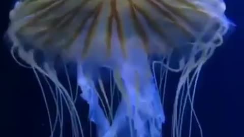 Jellyfish Chrysaora five-tentacled