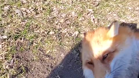 Mischievous Fox Steals Camera While Owner Turns Her Back