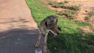 Golfers Provide Thirsty Coyote with Water