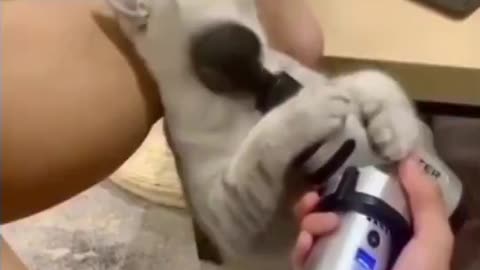 cat having cool massage