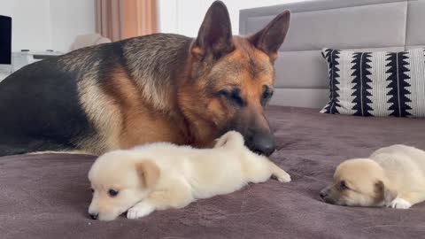 German Shepherd Meets His Puppies for the First Time