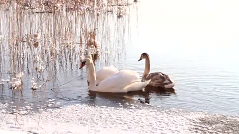 A beautiful family of swans swims in a winter lake