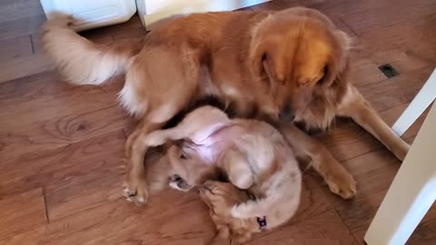 Retriever Dad Tells Daughter Playtime is Over