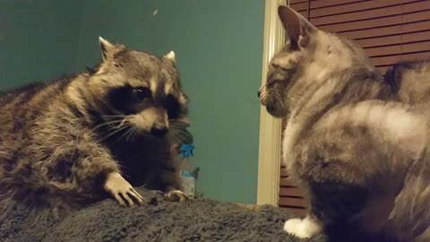 Raccoon frustrated that cat won't play with her