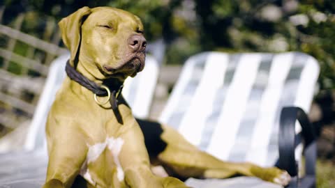 Watch This Beautiful Dog Sitting On The Chair And Enjoying The Summer