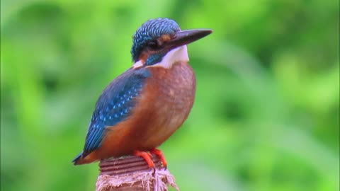 Common Kingfisher looking for fish